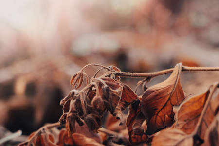 Background from autumn leaves. First frosts. Dry leaves in hoarfrost in the early morning. Poster...