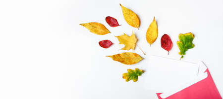 Autumn flat lay. Envelope with a blank greeting card and fallen yellow leaves on white background. Copy space. Banner formatの写真素材