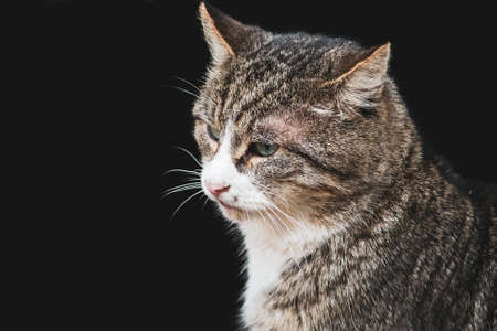 Tabby cat close-up on black background. The sad pet looks away. Animal care concept.の写真素材