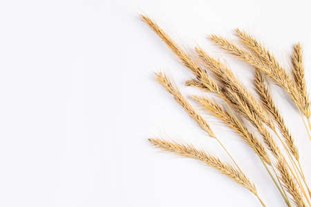 Ripe wheat ears on a white background. Autumn harvest concept, place for text.の写真素材