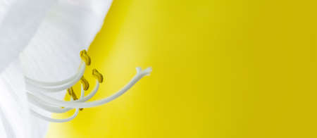 Delicate white hippeastrum flower on yellow background. Stamens and pistil close-up. Banner format