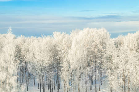 View of winter forest. Trees in snow after snowstorm. Beginning of the winter season.の写真素材