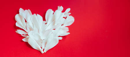 Heart made of white flower petals on red background. Valentines day concept. Design for creative greeting card. Copy space, banner formatの写真素材