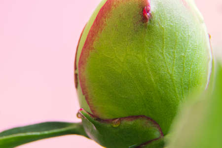 Flower bud close up. Unopened white peony flower on pink background. Macro photography. Green plant texture.の写真素材