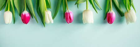 Banner of pink and white tulips on pastel blue background. Spring symbol. Place for text.の写真素材