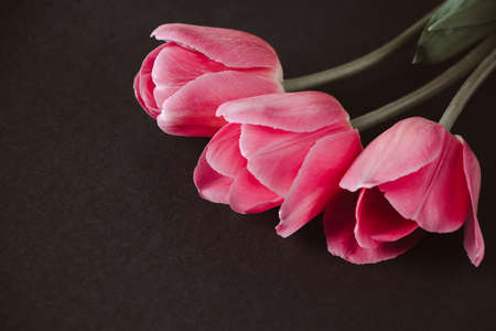 Pink tulips on dark background. Vintage style. Place for text.の写真素材