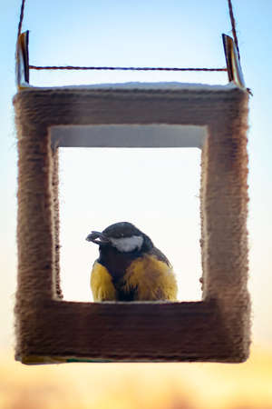 Titmouse eats sunflower seeds. Winter feeding of birds. Great Tit or Parus major feeds from handmade feeder. Eco-friendly lifestyle, environmental conservation.の写真素材