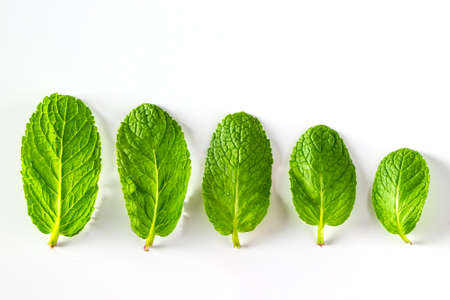 Set of green peppermint leaves isolated on white background. Fresh aromatic mint for cooking food and drinkの写真素材