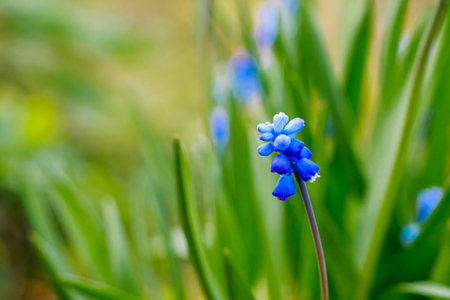 First spring muscari close-up. Blue flowers in the garden. Natural background, place for text.の写真素材