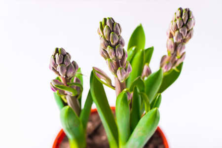 Hyacinth bulbs in pot on white background. Unopened flower buds.の写真素材