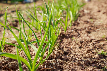 First greens grow in garden in spring. Gardening and growing farm vegetables. Rural life.
