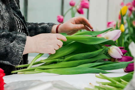 Woman florist makes bouquet of fresh tulips. Hands hold spring flowers. Small business for...