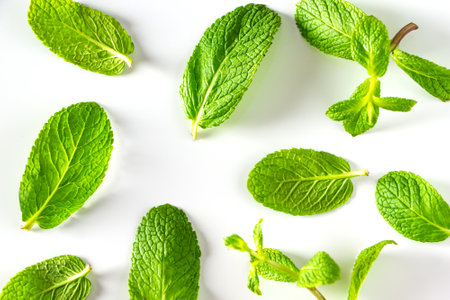 Set of green peppermint leaves isolated on white background. Fresh aromatic mint for cooking food and drinkの写真素材