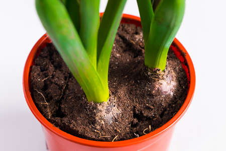 Hyacinth bulbs in pot close-up on white background. Home gardening.