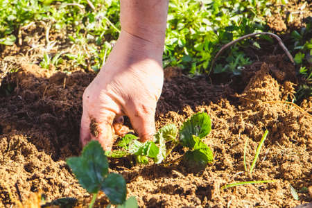 Woman is planting strawberry seedlings in garden. Gardening and growing farm products. Countryside, rural lifeの写真素材