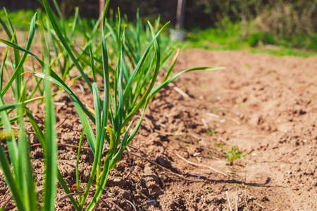 First greens grow in garden in spring. Gardening and growing farm vegetables. Rural life. Copy...