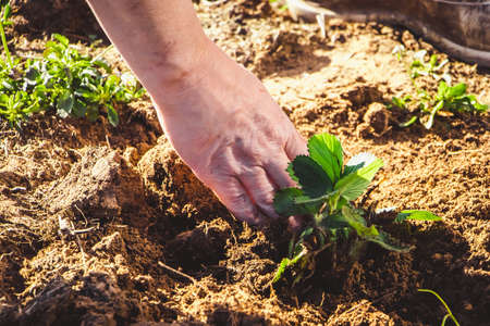 Woman is planting strawberry seedlings in garden. Gardening and growing farm products. Countryside,...