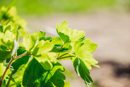 Seedling strawberry close-up in garden. Gardening and farming. The first greens in spring.の写真素材