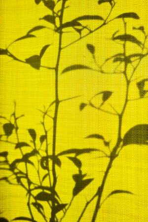 Silhouette of plants on yellow textile background. Light and shadow. Abstract backdrop.
