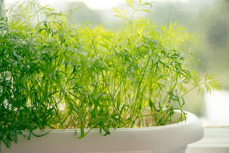 Green young dill close-up. Growing spicy microgreens at home on window. Spices for cooking. Home...