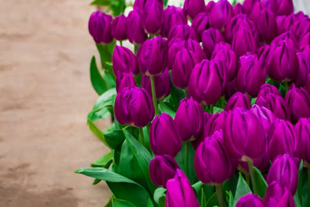 Growing tulips. Fresh flowers in the farm field. Happy spring time.の写真素材