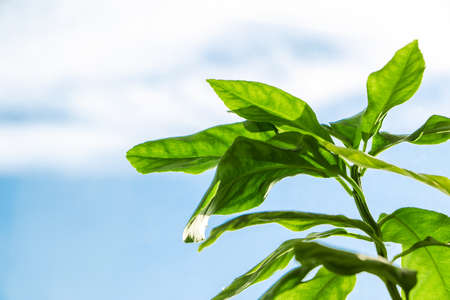 Fresh green leaves of lemon tree against blue sky. Growing citrus plants. Spring nature.