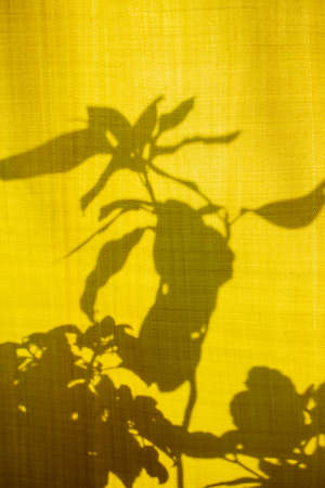Unusual shadows and silhouettes from plants on yellow textiles. Trendy abstract background. Window with yellow curtains and flowers in sun.の写真素材