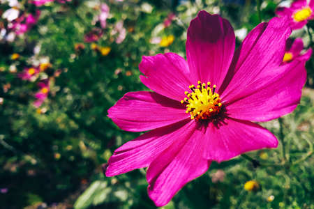 Pink flower Cosmea or Cosmos bipinnatus close-up. Growing plants in the home garden. Summer background.の写真素材