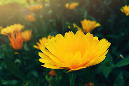 Yellow calendula flower close up. Growing medicinal plants in the home garden. Summer natural background.の写真素材