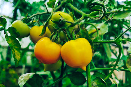 Ripe juicy tomatoes on a branch. Growing vegetables in a greenhouse. Farming and gardening.の写真素材