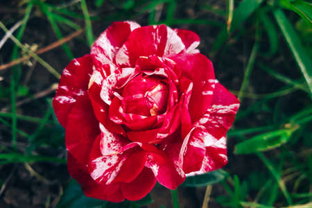 Unusual striped rose Ferdinand Pichard. Beautiful decorative flower in the garden.