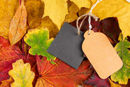 Blank label on colored fallen leaves. Autumn sale and discounts. Thanksgiving and harvest concept. Copy space.の写真素材
