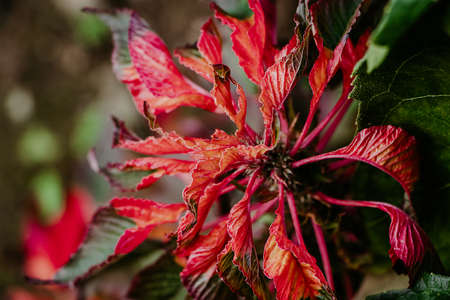 Ornamental plant Amaranthus tricolor. Beautiful red autumn flower in garden. Growing decorative...