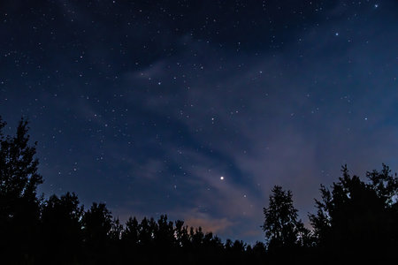 Night starry sky over forest. Tree silhouettes against  backdrop of stars. Natural background....