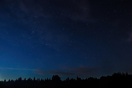 Night starry sky over forest. Tree silhouettes against  backdrop of stars. Natural background....