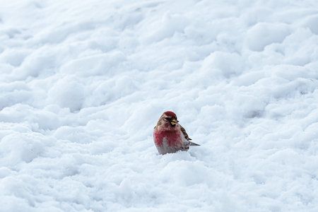 Small bird common redpoll or Acanthis flammea sits on snow and eats seeds. Feeding birds in winter.の写真素材