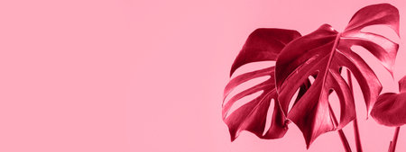 Trending houseplant tropical monstera deliciosa. Leaves of monstera on color pink background. Banner format. Color of the year 2023 - Viva Magentaの写真素材
