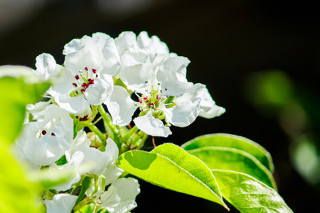 Cherry flowers on branch close-up. Blooming tree in the garden.の写真素材