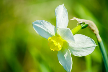 Young white daffodils in garden. Close up spring flowers in  sun.の写真素材