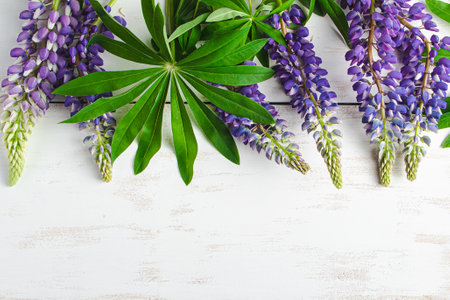 Summer purple lupine flowers on  white wooden background. Natural backdrop. Eco concept. Copy space.の写真素材