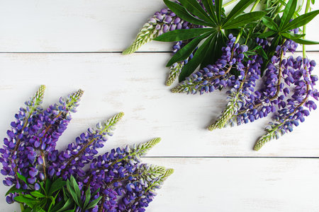 Natural background. Purple and blue lupins on white backdrop. Summer flowers for holiday. Product advertising concept. Copy space.の写真素材