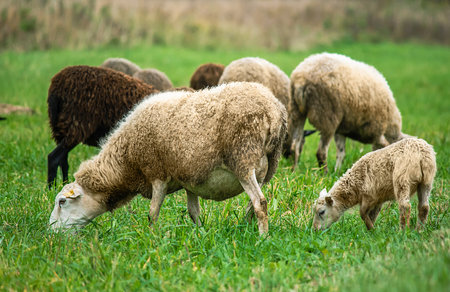 Brown sheep and lamb graze on farmers pasture. Rural life, cattle breeding. Herd of sheep eat green grass in meadow.の写真素材