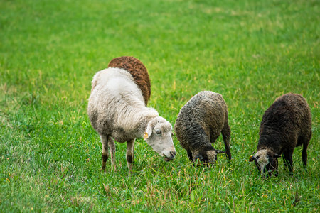 Farm brown sheep graze in pasture. Flock of sheep eating grass in meadow. Breeding cattle, rural life.の写真素材