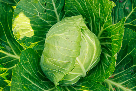 Green cabbage head close-up. Harvest white cabbage in garden. Growing vegetables on farm.