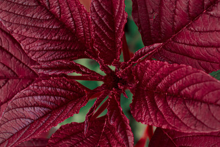 Ornamental plant Amaranthus tricolor. Beautiful red autumn flower in garden. Growing decorative flowers.の写真素材