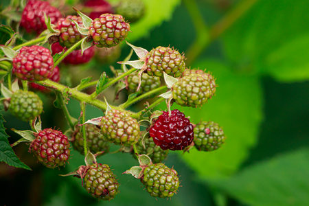 Ripening blackberry on branch close-up. Growing berries in garden. Natural background. Berries...