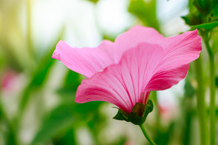 Beautiful pink flower Lavatera rose mallow or Lavatera trimestris. Growing flowers in home garden. Summer natural background.の写真素材