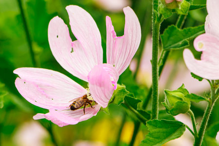 Delicate pink flower Malva alcea. Growing ornamental plants in home garden. Summer natural background.の写真素材