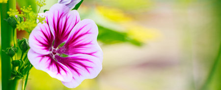 Beautiful pink common mallow flower. Growing ornamental plants in home garden. Summer natural banner background.の写真素材