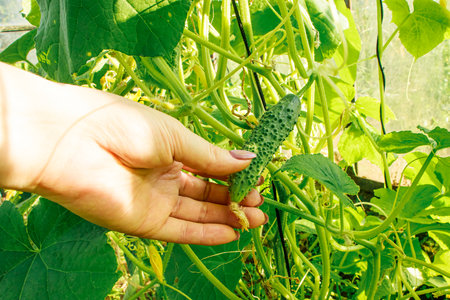 Farmer harvesting cucumbers in greenhouse. Hand holding young cucumber. Growing vegetables. Agriculture and agriculture. Ecological lifestyle, vegetarianism.の写真素材